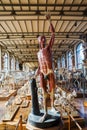 Skeletons of animals in the Gallery of Palaeontology and Comparative Anatomy in Paris