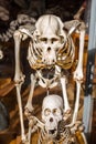 Skeletons of animals in the Gallery of Palaeontology and Comparative Anatomy in Paris