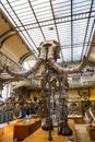 Skeletons of animals in the Gallery of Palaeontology and Comparative Anatomy in Paris