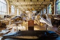 Skeletons of animals in the Gallery of Palaeontology and Comparative Anatomy in Paris