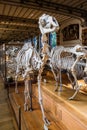 Skeletons of animals in the Gallery of Palaeontology and Comparative Anatomy in Paris