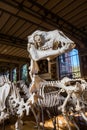 Skeletons of animals in the Gallery of Palaeontology and Comparative Anatomy in Paris