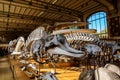 Skeletons of animals in the Gallery of Palaeontology and Comparative Anatomy in Paris