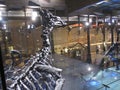 Skeletons of Dinosaurs