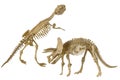 Skeletons of dinosaur Triceratops and Tyrannosaurus Rex plastic isolated on white background Royalty Free Stock Photo