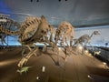 Dinosaur skeletons