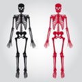 Skeletons - human bones set