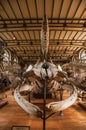 Skeletons of marine mammals at hall in Gallery of Paleontology and Comparative Anatomy at Paris.