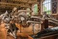 Skeletons of marine mammals at hall in Gallery of Paleontology and Comparative Anatomy at Paris.