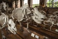 Skeletons in paleonthology gallery in Paris natural history museum, France Royalty Free Stock Photo