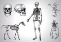 Skeletons and skull