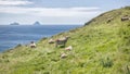 Skellig Ireland Royalty Free Stock Photo