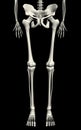 Skelton Royalty Free Stock Photo