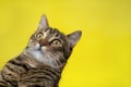 Striped cat in a collar looks away with suprised face on yellow background. Copy text. Space for text. Total surprised Royalty Free Stock Photo