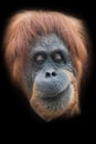 Skepticism and thoughtfulness. Face  a smart orangutan isolated on black background Royalty Free Stock Photo