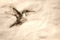 Sketch of a Little Rufous Hummingbird Hovering in Flight Deep in the Forest Royalty Free Stock Photo
