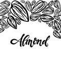 Sketch almonds pattern on white background