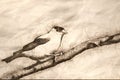 Sketch of American Goldfinch Perched on a Branch Royalty Free Stock Photo