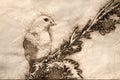 Sketch of an American Goldfinch Perched in a Tree Royalty Free Stock Photo