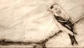 Sketch of an American Goldfinch Perched in the Tree Branches Royalty Free Stock Photo