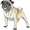 Sketch angry dog pug breed