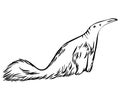 Sketch Anteater.