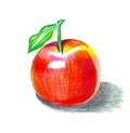 Sketch of apple created with colored pencils.