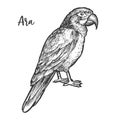 Sketch of ara parrot, hand drawn neotropical bird