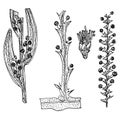 Sketch of Australian acacia filoids and flowers. Monochrome shapes of acacia framed, acacia winged