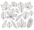 Sketch autumn leaves. Fall leaf, hand drawn vintage foliage element. Isolated forest maple oak rowan tree, botany nature