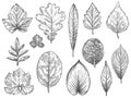 Sketch autumn leaves. Hand drawn fall foliage, forest leaf botanical elements for seasonal advertisement, invitation or