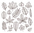 Sketch autumn leaves. Autumn vector set