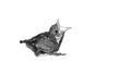 Sketch of baby humming bird sitting on white sheet