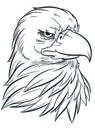 Sketch Bald Eagle Head Sports Mascot