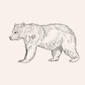 Sketch bear. Hand drawn illustration isolated. Engraving