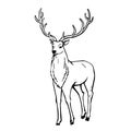 Sketch of Beautiful noble proud deer .
