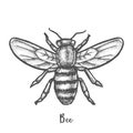 Sketch of bee or hand drawn wasp. Insect, honeybee