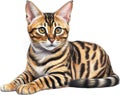 A sketch of a Bengal cat. AI-Generated.