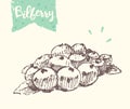 Sketch of a bilberry, vector hand drawn. Royalty Free Stock Photo