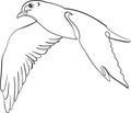 Sketch of a bird, seagull flight