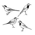 Sketch birds on white background