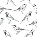 Sketch birds on white background