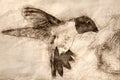 Sketch of Black-Chinned Hummingbird Arriving at the Feeder for a Meal