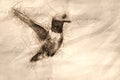 Sketch of a Black-Chinned Hummingbird While Hovering in Flight