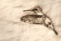 Sketch of Black-Chinned Hummingbird Hovering in Flight