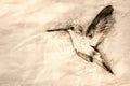Sketch of a Black-Chinned Hummingbird Hovering in Flight Deep in the Forest