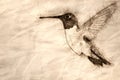 Sketch of a Black-Chinned Hummingbird Searching for Nectar in the Flower Garden