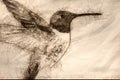 Sketch of Black-Chinned Hummingbird Searching for Nectar in the Garden