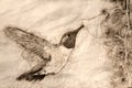 Sketch of a Black-Chinned Hummingbird Searching for Nectar Among the Orange Flowers