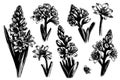 sketch black and white line art hyacinth bouquet hand drawn set of flowers.
